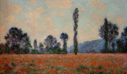 Pole Maków (Mohnfeld)